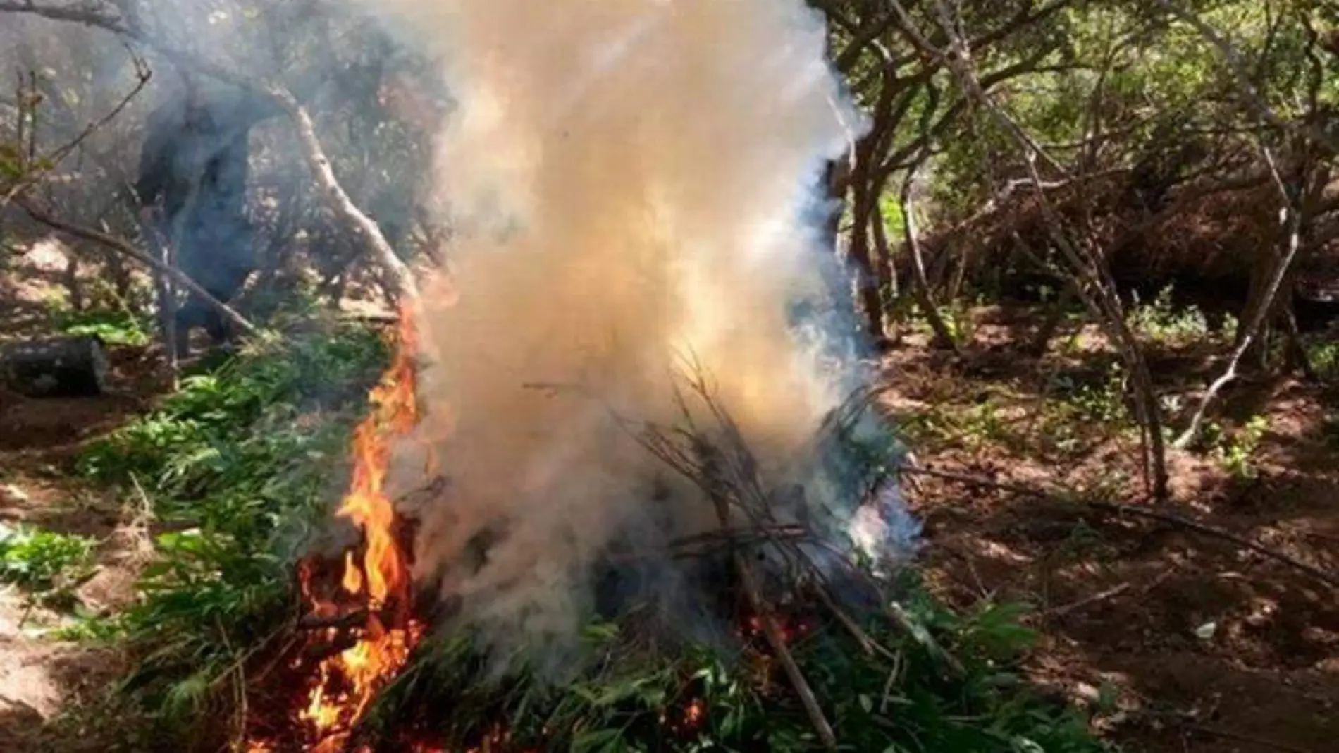 Decomiso Marihuana Tecate